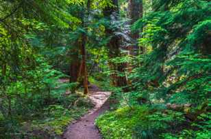 Proxy Falls trail-3997.jpg